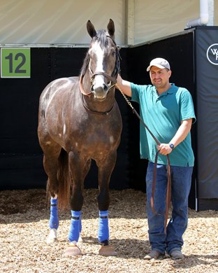 Reincarnate - Paddock Schooling - CD - 050223