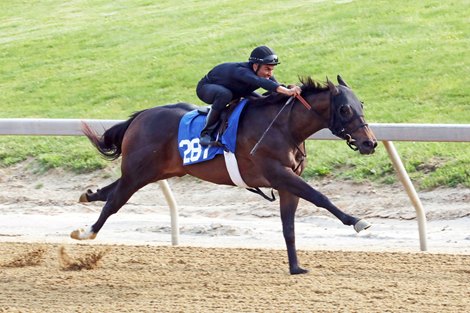 Hip 287 Breezed 1/8 in 10 flat, 2023 Fasig-Tipton Midlantic 2 Y-O-in Training Sale