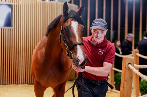 2023 Arqana Breeze Up Sale, Lot 145 Arqana Breeze Up, 13/05/2023, photo: Zuzanna Lupa