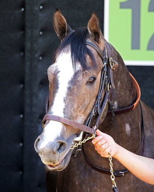 Reincarnate - Paddock Schooling - CD - 050223