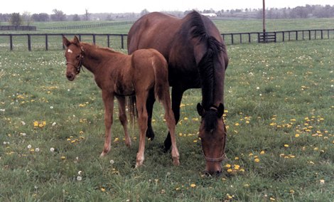 Personal Ensign with her 1993 Easy Goer filly My Flag