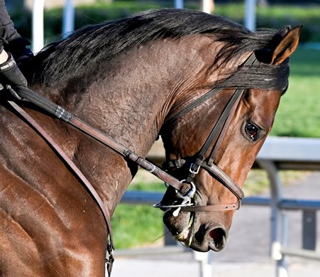 Confidence Game is heads above the large crowd on the backside as he goes out for exercise at Churchill Downs Wednesday May 3, 2023 in Louisville, KY . Photo by Skip Dickstein