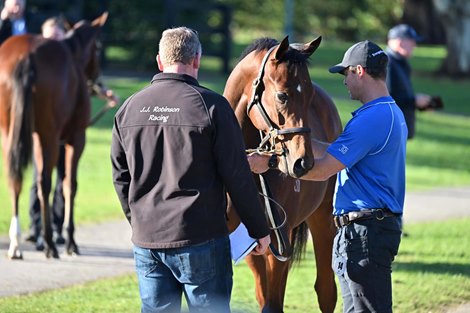 Scene, 2023 Inglis Gold Yearling Sale