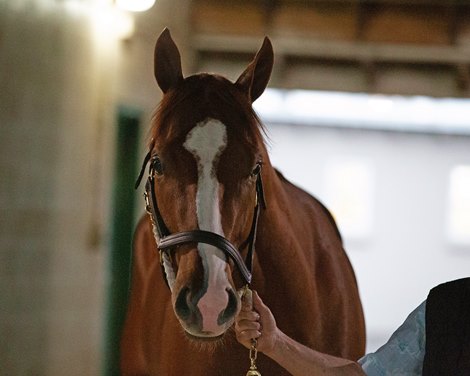 Mage walking the shedrow, morning after Derby win.