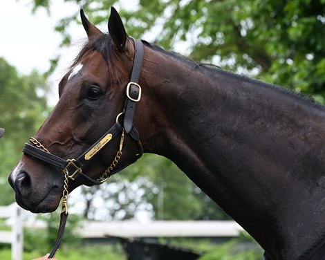 Forte, Belmont Park, June 3, 2023