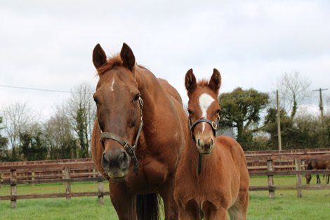 Alanza: pictured with her Teofilo colt this year