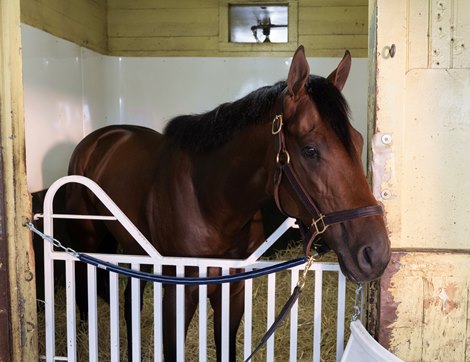 Angel of Empire in his stall at the barn of Brad Cox at Belmont park Thursday June 8, 2023 in Elmont, N.Y.  Photo by Skip Dickstein