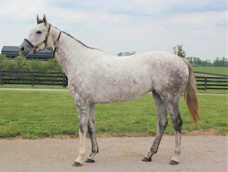 Tapella at Candy Meadows Farm
