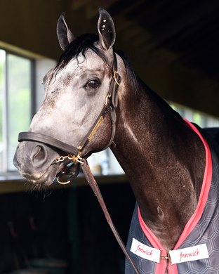 Arcangelo the morning after winning the Belmont Stakes on June 11, 2023