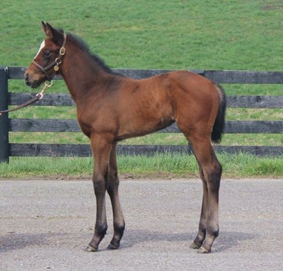 2020 Tapella filly by Into Mischief (DOB 03/03/20)