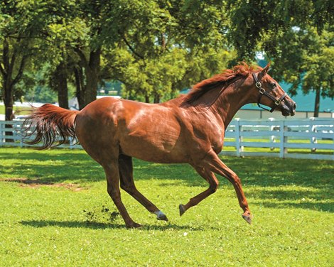 Funny Cide running in his paddock at the Kentucky Horse Park near Lexington, Ky. on July 24, 2013. Photo by Anne M. Eberhardt