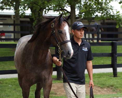 Estradas Head Into Sales Season Full of Promise - BloodHorse