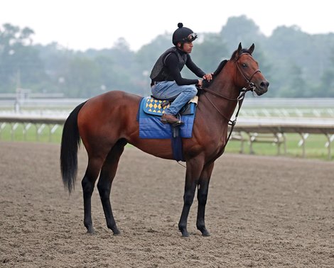 Arabian Knight gallops on the track with exercise rider Erick Garcia at Monmouth Park on Wednesday morning 7/19/23 in preparation for Saturday&#39;s $1,000,000 Grade 1 Haskell Stakes. Photo By Bill Denver/EQUI-PHOTO