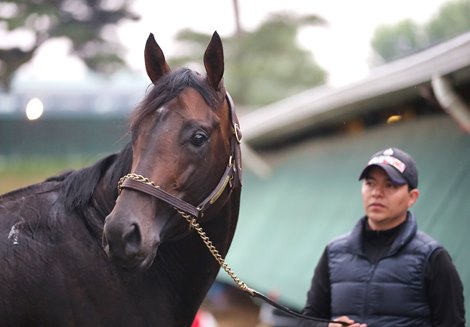 Serena's Song (horse) - American Classic Pedigrees