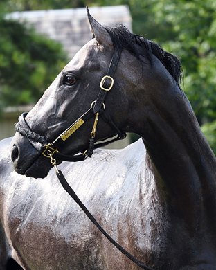 Arcangelo stands for a bath after breezing six furlongs in 1:14.03 on Monday, July 17, 2023 at Saratoga