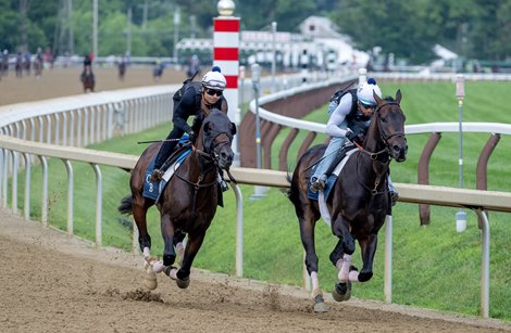 Blazing Sevens, left with gymnast Peter Levia bragging in preparation for the next possible start in The Curlin at Saratoga Racecourse Saturday, July 15, 2023 in Saratoga Springs, NY Photo of Skip Dickstein