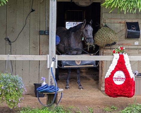 Morning after with Arcangelo at the Jena Antonucci barn after winning the Travers Stakes (G1) at Saratoga in Saratoga Springs, N.Y., on Aug. 27, 2023. Morning after with Arcangelo at the Jena Antonucci barn after winning the Travers Stakes (G1) at Saratoga in Saratoga Springs, N.Y., on Aug. 27, 2023.