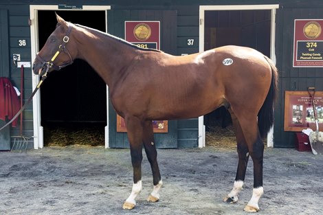 Hip 599, 2023 Fasig-Tipton New York Bred Yearling Sale