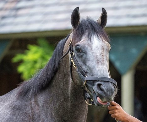2023 Belmont Stakes winner and Travers entrant Arcangelo gets a bath after his gallop this morning at the Saratoga Race Course Friday Aug. 25, 2023 in Saratoga Springs, N.Y. Photo  by Skip Dickstein