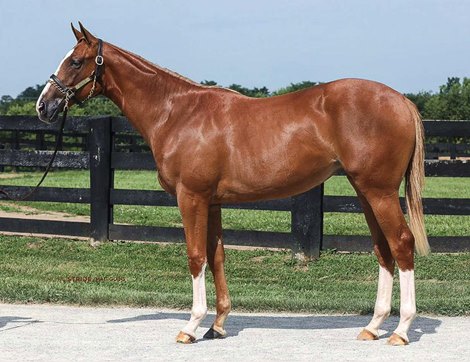 Hip 83, 2022 filly Authentic-Kid Majic. Consigned by Wynnstay Sales to Fasig-Tipton&#39;s 2023 The Saratoga Sale