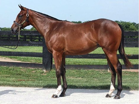 Hip 8, 2022 filly Authentic-Blue Gallina. Consigned by Wynnstay Sales to Fasig-Tipton&#39;s 2023 The Saratoga Sale