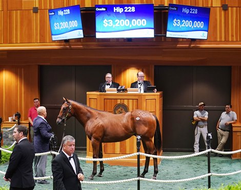 Hip 228, 2023 Fasig-Tipton Saratoga Selected Yearling Sale