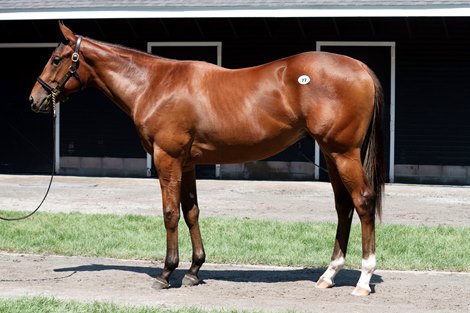 Hip 77, 2023 Fasig-Tipton Selected Yearling Sale