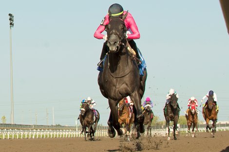 Jockey Sahin Civaci guides My Boy Prince to victory for owner Gary Barber and trainer Mark Casse in the $200,000 Simcoe Stakes at Woodbine