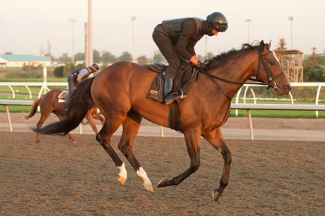 War Bomber gallops under jockey Rico Walcott at Woodbine Racetrack on September 14, 2023. Woodbine/ Michael Burns Photo