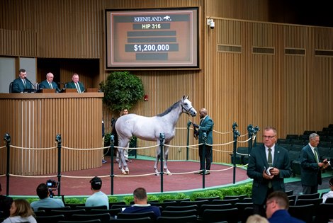 Hip 316 a yearling filly by Into Mischief out of Silver Colors, was consigned by Gainesway to the 2023 Keeneland September Yearling Sale on Sept. 12, 2023 at Keeneland in Lexington, KY.