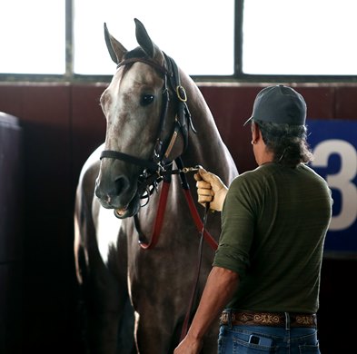 Hoosier Philly, pictured while paddock schooling on September 22, 2023, will contest Saturday's $1,000,000 Grade 1 Cotillion Stakes at Parx Racing in Bensalem, Pennsylvania. The three-year-old Tom Amoss trainee is 6-1 on the M/L. Photo By Nikki Sherman/EQUI-PHOTO