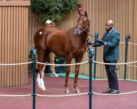 Hip 614 colt by Gun Runner out of Margate Gardens at Runnymede<br>
Keeneland sales scenes on Sept. 13, 2023.