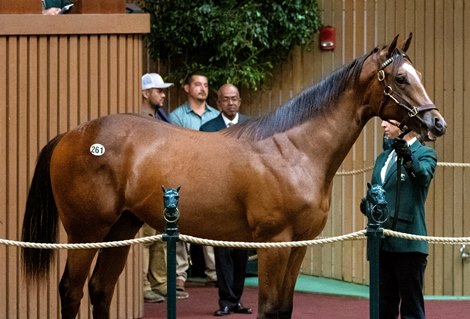 Hip 261 a yearling colt by Into Mischief out of Nonna Mia, was consigned by Lane’s End to the 2023 Keeneland September Yearling Sale on Sept. 12, 2023 at Keeneland in Lexington, KY. Hip 261 a yearling colt by Into Mischief out of Nonna Mia, was consigned by Lane’s End to the 2023 Keeneland September Yearling Sale on Sept. 12, 2023 at Keeneland in Lexington, KY.
