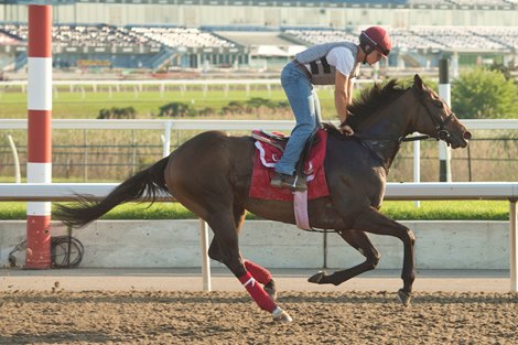 Woodbine Mile contender Ice Chocolate gallops under exercise rider Dylan Dunn for trainer Mark Casse. Owned by Gary Barber, Wachtel Stable and Peter Deutsch