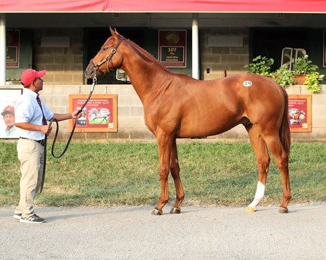 Hip 49, Byrama 22 by Curlin out of Byrama by Byron, at the Taylor Made consignment at Keeneland September Yearling sale on September 10, 2023.