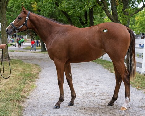 Hip 338 filly by Into Mischief out of Stellar Wind at Hill &#39;n&#39; Dale at Xalapa<br><br />
Keeneland sales scenes on Sept. 8, 2023.