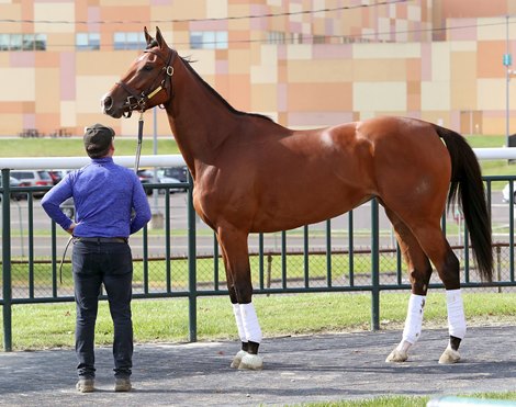 Pretty Mischievous schools in the paddock for Saturday's $1,000,000 Grade 1 Cotillion Stakes at Parx Racing in Bensalem, Pennsylvania. This year's Kentucky Oaks heroine is trained by Brendan Walsh and is the M/L favorite at 2-1. Photo By Nikki Sherman/EQUI-PHOTO