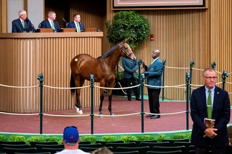Hip 147 a yearling colt by Into Mischief out of Halo Humor, was consigned by Eaton Sales to the 2023 Keeneland September Yearling Sale on Sept. 11, 2023 at Keeneland in Lexington, KY.