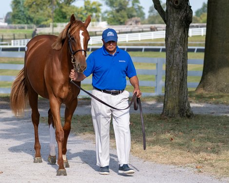 Hip 3830 filly by Catholic Boy out of Rizzoli at Denali<br><br />
Keeneland sales scenes on Sept. 21, 2023.