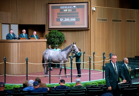 Hip 331 a yearling colt by Into Mischief out of Special Me, was consigned by Machmer Hall Sales to the 2023 Keeneland September Yearling Sale on Sept. 12, 2023 at Keeneland in Lexington, KY.