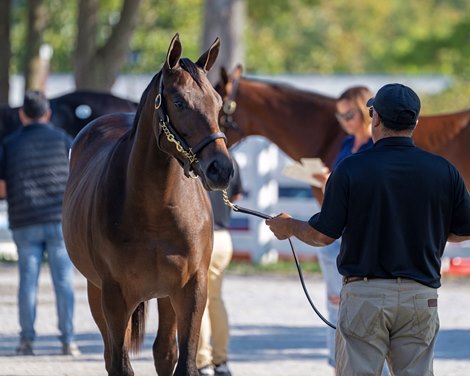 Hip 3003 colt by Game Winner out of Le Mi Geaux at Gainesway, agent<br><br />
Keeneland sales scenes on Sept. 19, 2023.