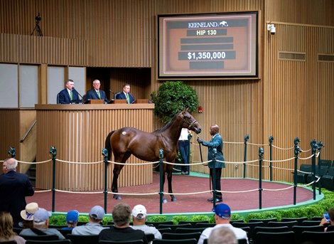Hip 130 a yearling colt by Uncle Mo out of Forever for Now was consigned by Penn Sales to the 2023 Keeneland September Yearling Sale on Sept. 11, 2023 at Keeneland in Lexington, KY.
