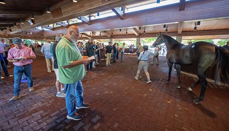 Pinhookers and buyers looking in show ring. <br><br />
Keeneland sales scenes on Sept. 19, 2023.