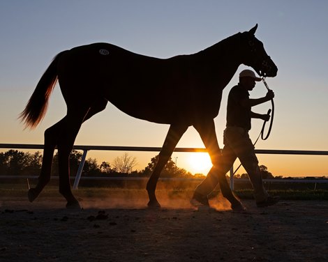 Hip 1105 silhouette walking back to barn after selling. A filly by Gun Runner out of Texas Special at Hinkle Farms. <br><br />
Keeneland sales scenes on Sept. 14, 2023.
