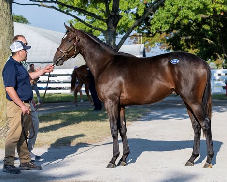 Hip 3521 colt by Blame out of Relaxing Green at Brookdale Sales Keeneland sales scenes on Sept. 20, 2023.