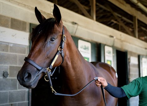 Hip 669 a yearling colt by McKinzie out of Puca, consigned by Runnymede Farm LLC to the 2023 Keeneland September Yearling Sale on Sept. 11, 2023 at Keeneland in Lexington, KY.