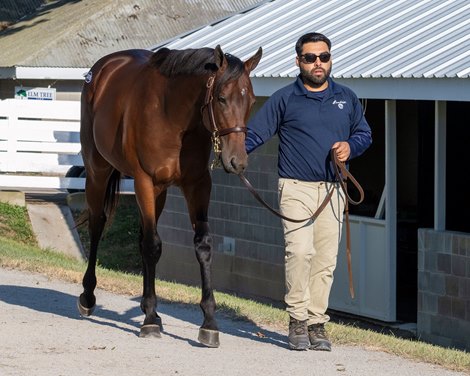 Hip 3479 colt by Bernardini out of Negligee at Brookdale Sales, agent Keeneland sales scenes on Sept. 20, 2023.