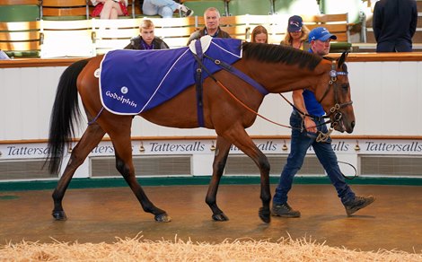 Lot 236 Noble Truth (FR) 2019 B.G.  BY Kingman (GB) EX Speralita (FR)   GodolphinDavid O'Meara Racing130,000 Tattersalls August Sale 01/09/2023