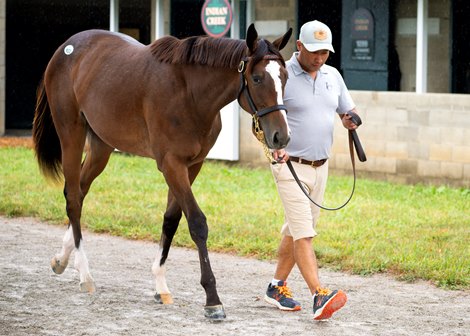 Hip 922 a yearling filly by Authentic out of Inspired by Grace, consigned by Indian Creek to the 2023 Keeneland September Yearling Sale on Sept. 12, 2023 at Keeneland in Lexington, KY.