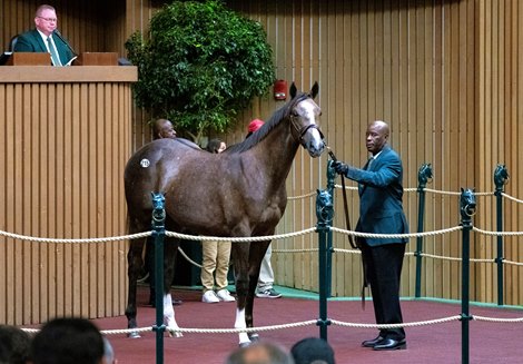 Hip 215 a yearling filly by Volatile out of Love and Pride, was consigned by Taylor Made Sales Agency to the 2023 Keeneland September Yearling Sale on Sept. 12, 2023 at Keeneland in Lexington, KY.